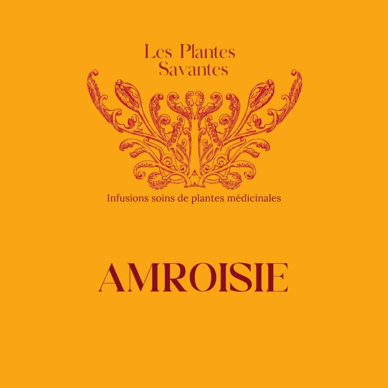 Infusion soin Ambroisie Bio - Récolte 2024